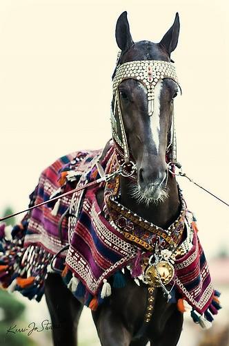 Akhal-Teke Horses